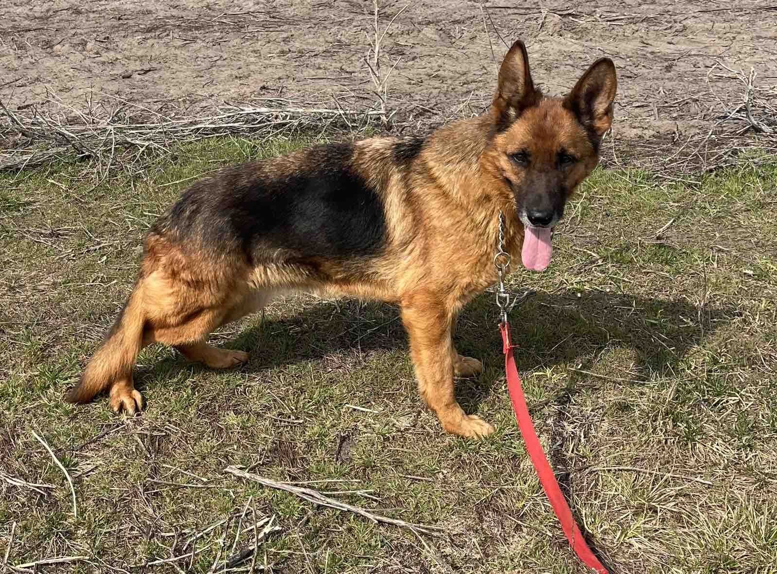 Male saddle-coated German Shepherd puppy from Uman