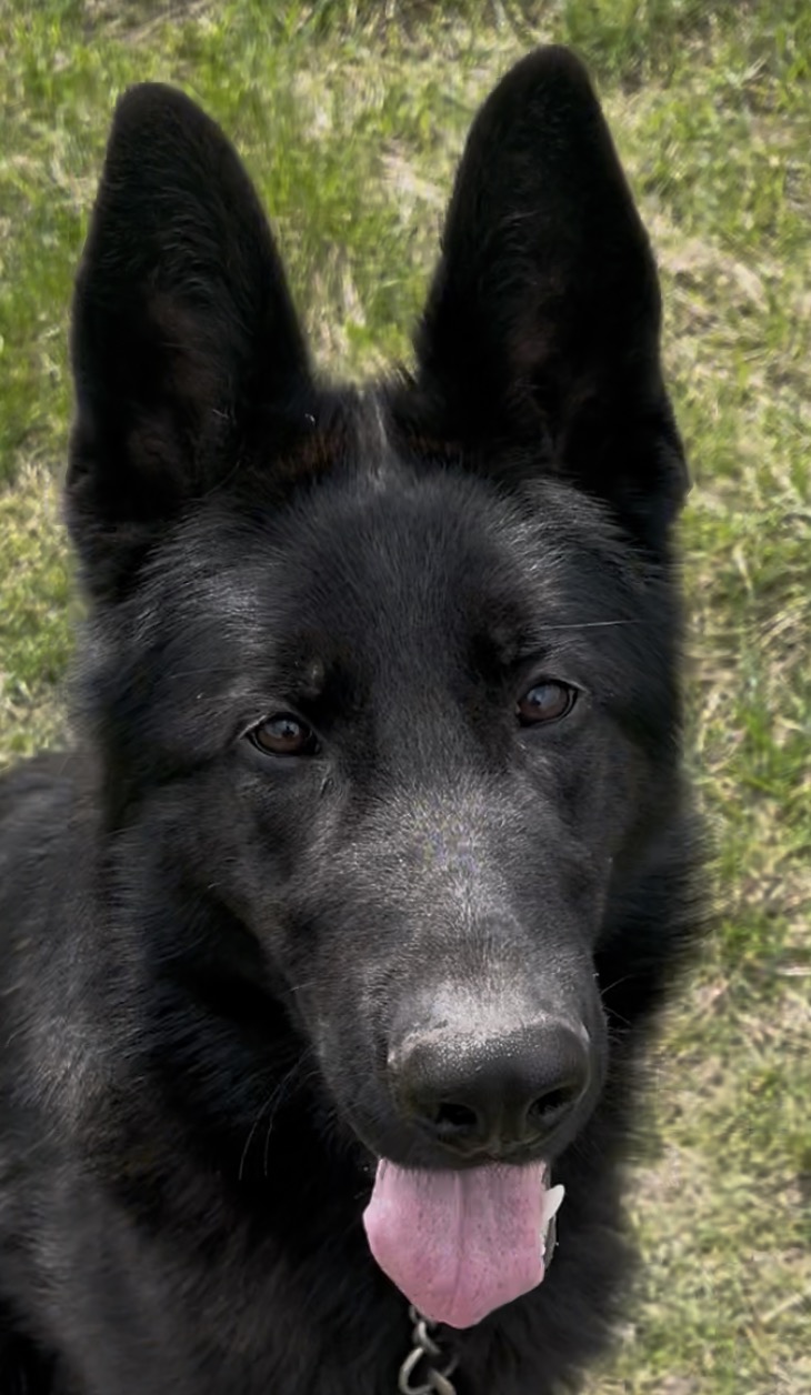 Male solid-black German Shepherd puppy from Serbia